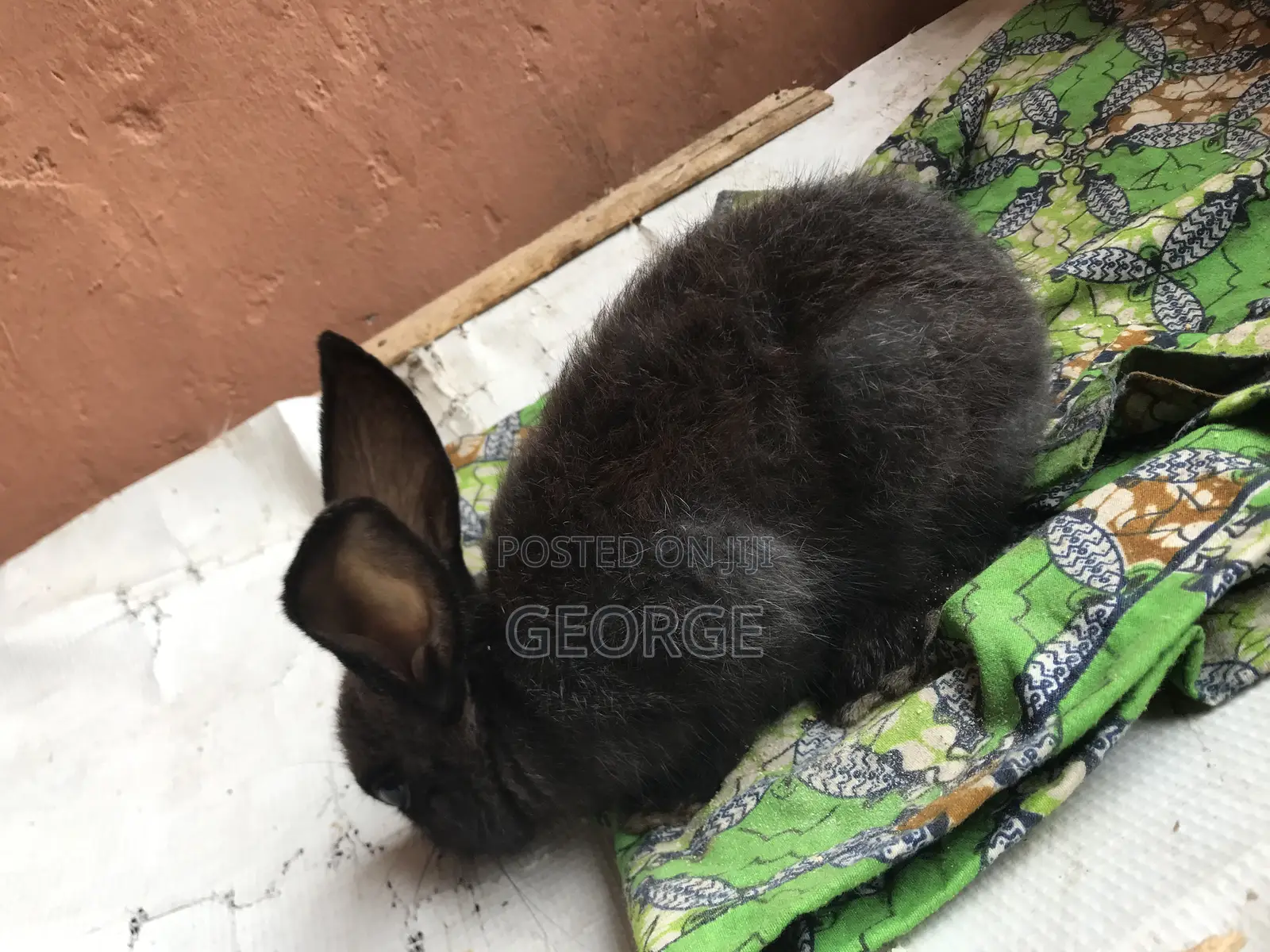 Rabbit  Pet