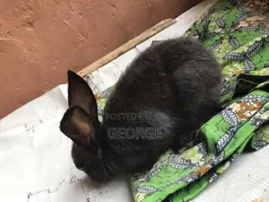 Rabbit  Pet