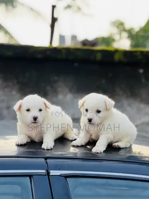 1-3 months Male Purebred American Eskimo
