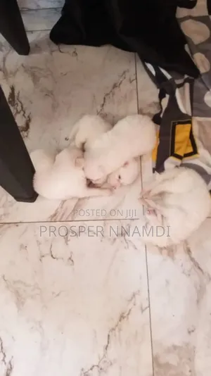 0-1 month Female Purebred American Eskimo