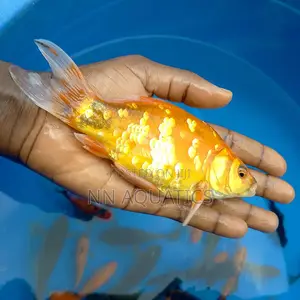 Giant Gold Fish in Ajah - Fish, Nn Aquatics | Jiji.ng