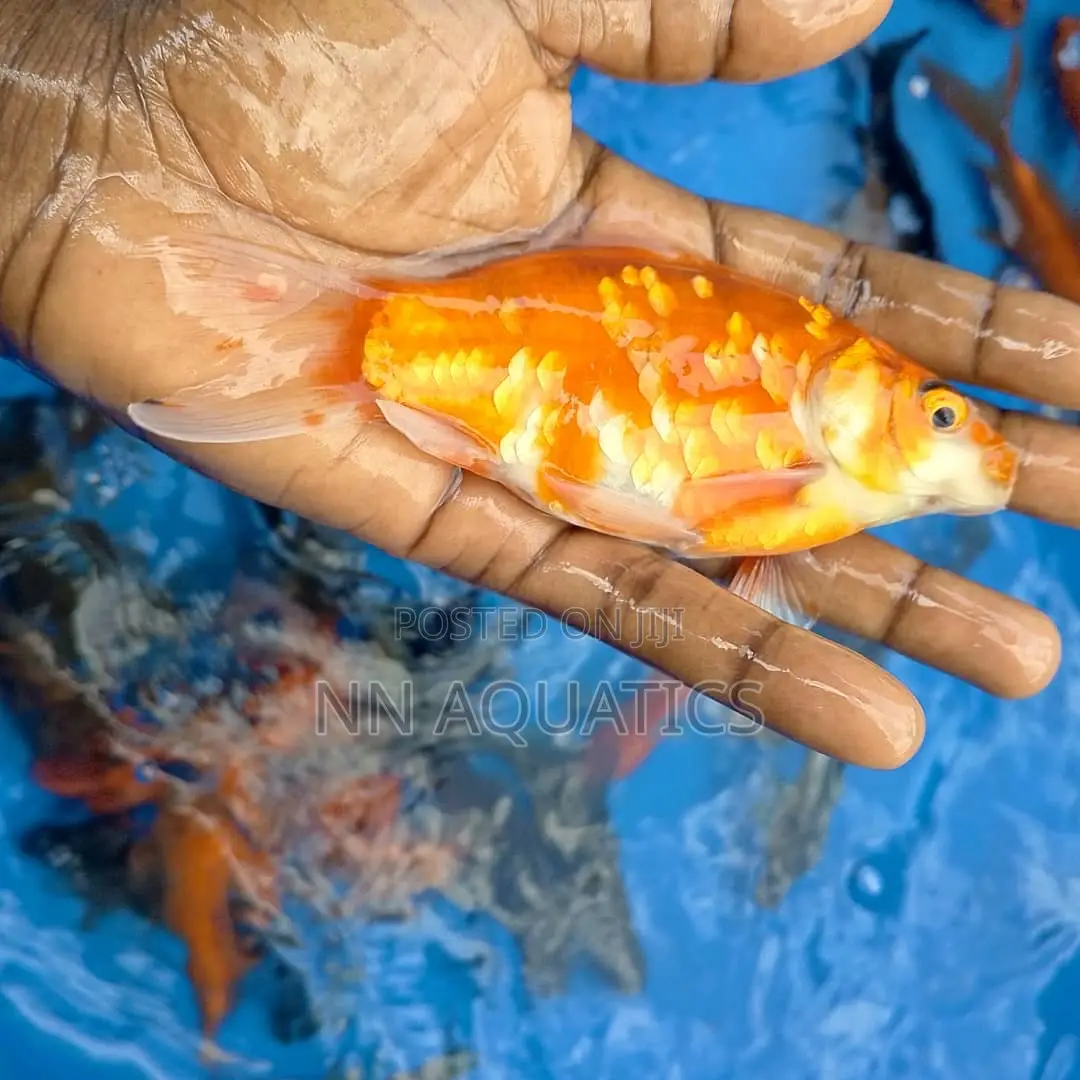 Giant Gold Fish