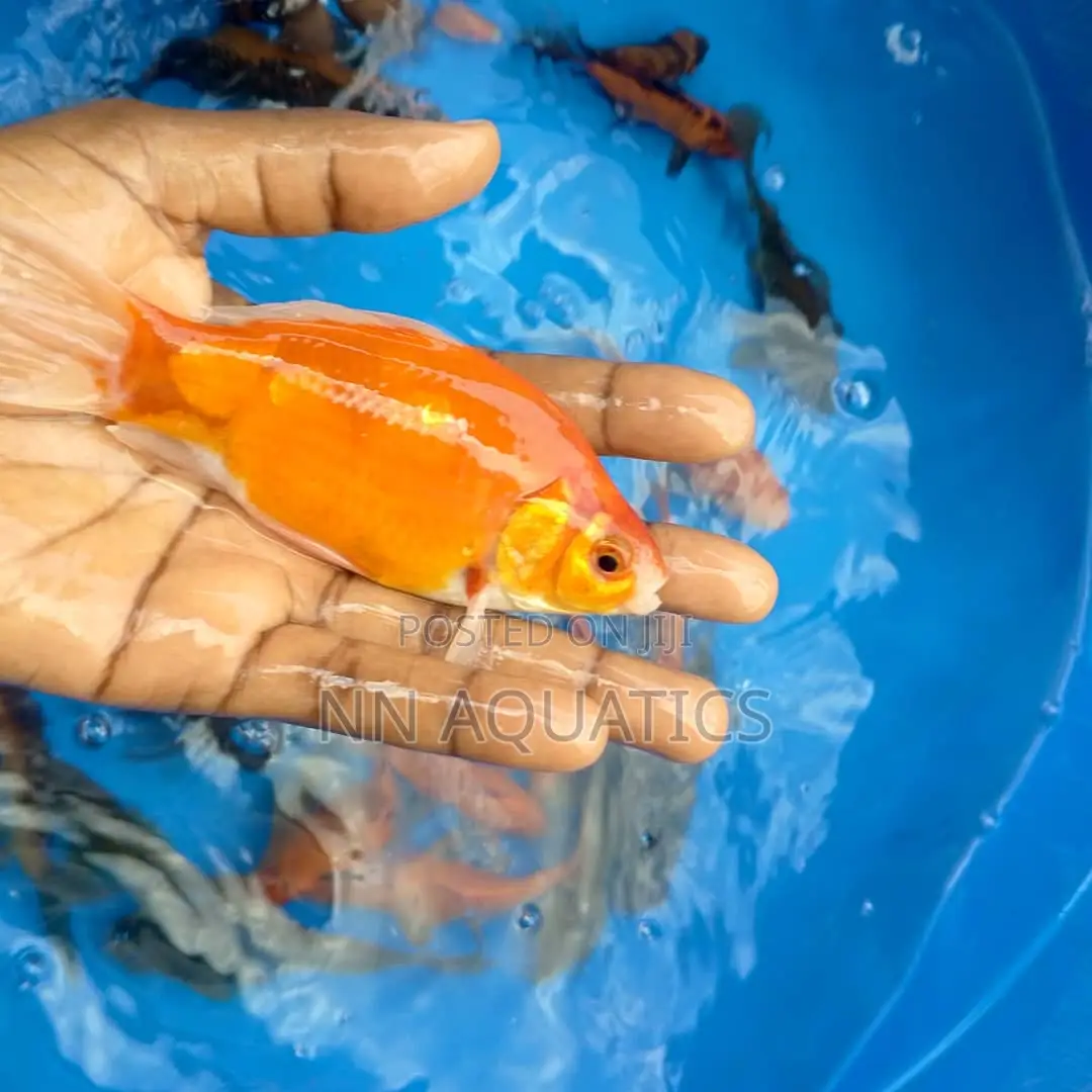 Giant Gold Fish
