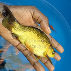 Giant Gold Fish in Ajah - Fish, Nn Aquatics | Jiji.ng