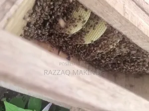Original Honey