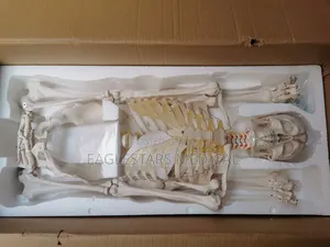 Human Size Skeleton