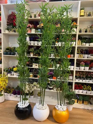 Bamboo Plant In Round Fibre Vase