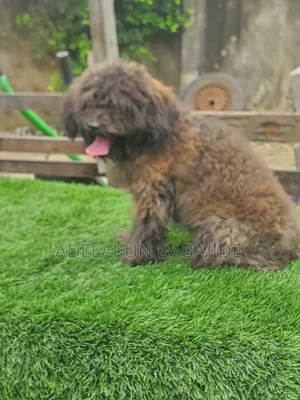 3-6 months Male Purebred Poodle