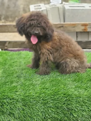 3-6 months Male Purebred Poodle