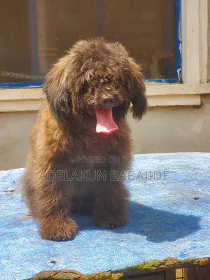 3-6 months Male Purebred Poodle