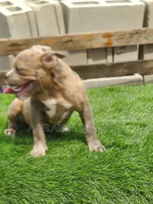3-6 months Male Purebred American Bully