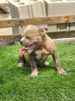 3-6 months Male Purebred American Bully