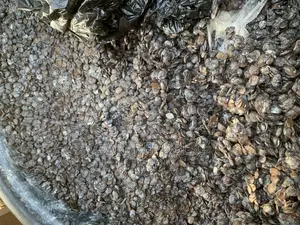 Iru/ Locust Beans