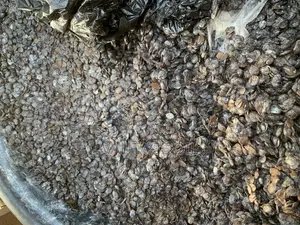 Iru/ Locust Beans