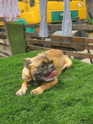 3-6 months Male Purebred French Bulldog
