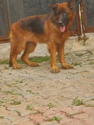 1+ year Female Purebred German Shepherd