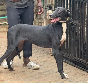 1+ year Female Purebred Great Dane