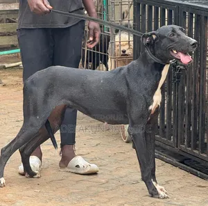 1+ year Female Purebred Great Dane