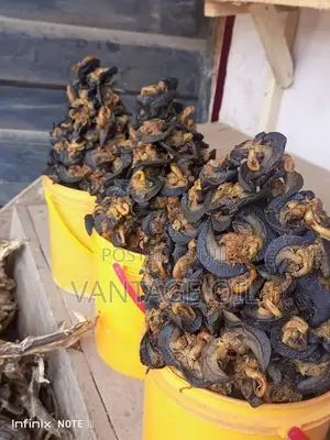 Fresh and Dry Snail