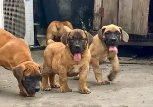 1-3 months Male Purebred Boerboel