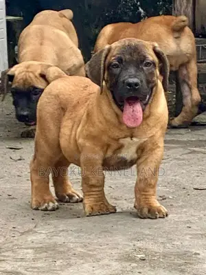 1-3 months Male Purebred Boerboel
