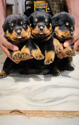 1-3 months Female Purebred Rottweiler