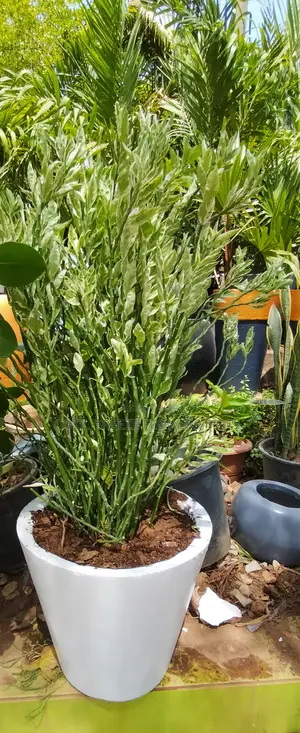 Air Purifying Flowers