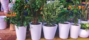 Air Purifying Flowers