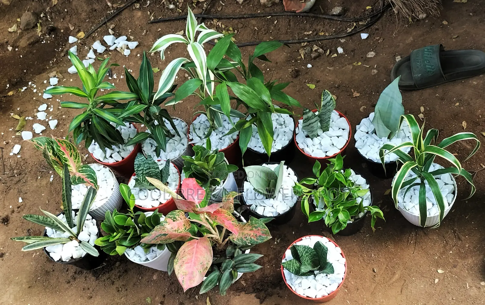Air Purifying Flowers