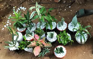 Air Purifying Flowers