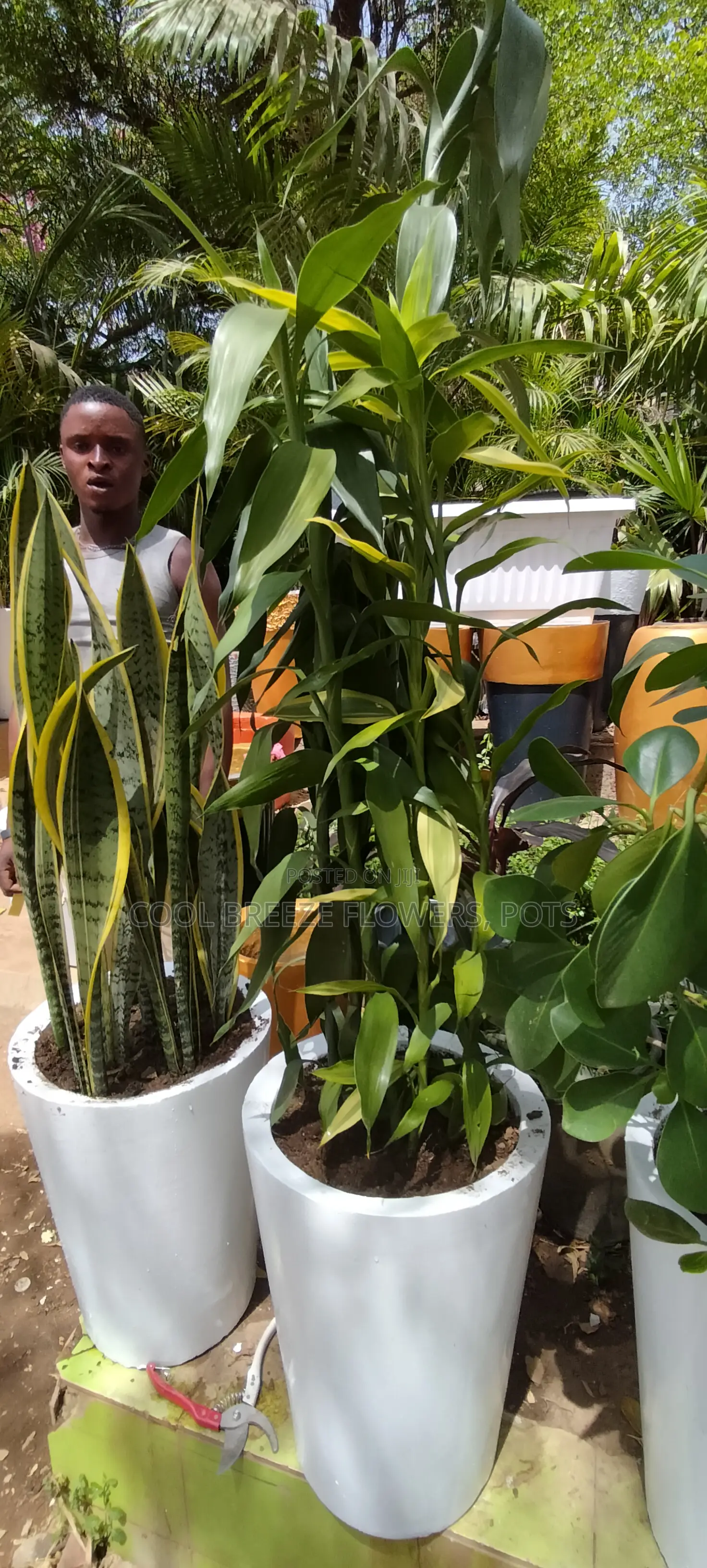 Air Purifying Flowers