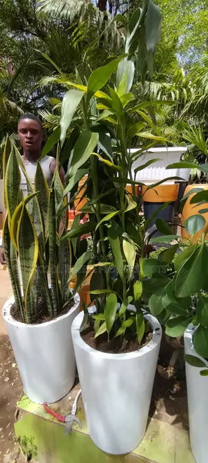 Air Purifying Flowers