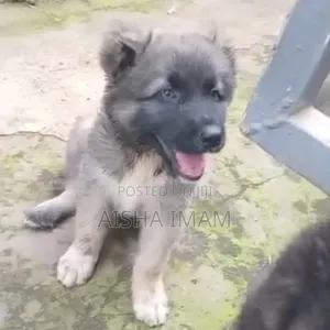 1-3 months Female Purebred Caucasian Shepherd
