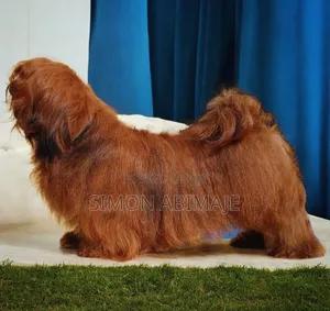 1+ year Male Purebred Lhasa Apso