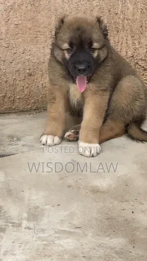 1-3 months Male Purebred Caucasian Shepherd
