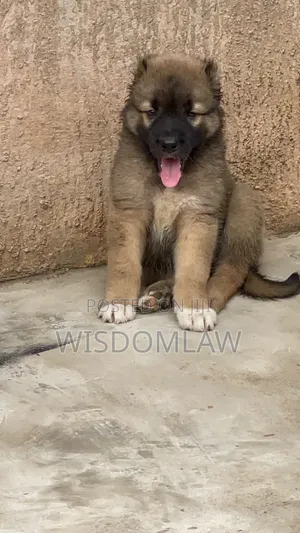 1-3 months Male Purebred Caucasian Shepherd