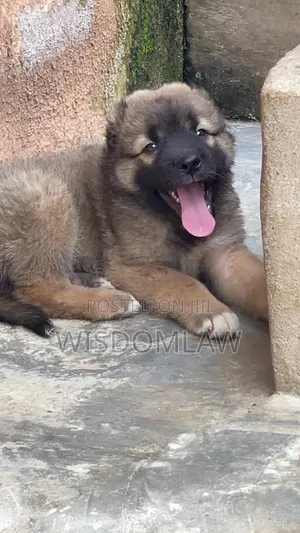 1-3 months Male Purebred Caucasian Shepherd