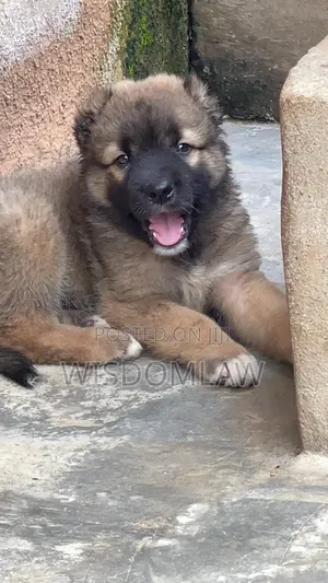 1-3 months Male Purebred Caucasian Shepherd