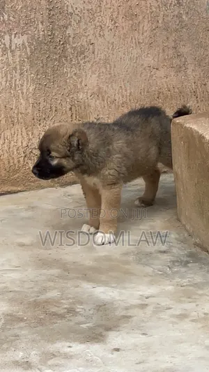 1-3 months Male Purebred Caucasian Shepherd