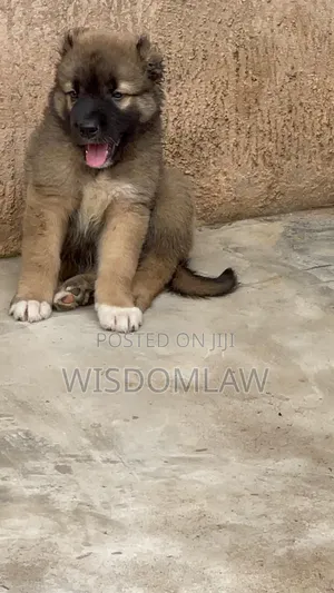 1-3 months Male Purebred Caucasian Shepherd