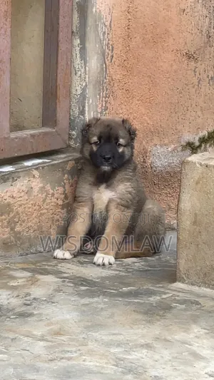1-3 months Male Purebred Caucasian Shepherd