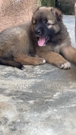 1-3 months Male Purebred Caucasian Shepherd