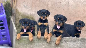 1-3 months Male Purebred Rottweiler