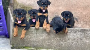 1-3 months Female Purebred Rottweiler