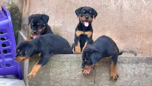 1-3 months Male Purebred Rottweiler