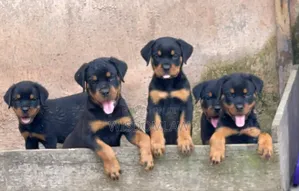 1-3 months Male Purebred Rottweiler