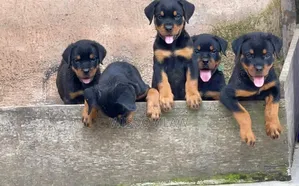 1-3 months Male Purebred Rottweiler