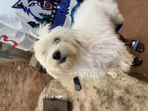 1+ year Female Purebred Lhasa Apso