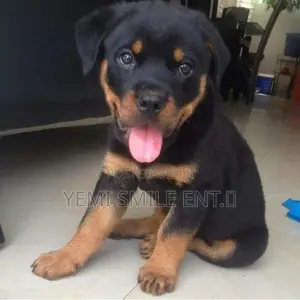 1-3 months Female Purebred Rottweiler