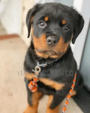 1-3 months Female Purebred Rottweiler